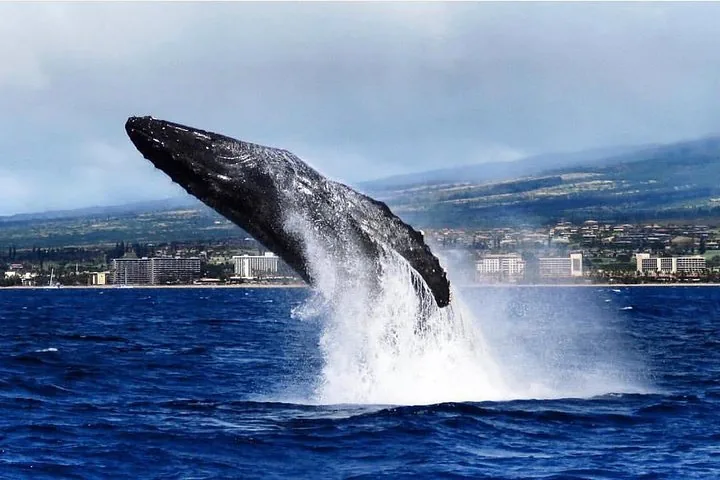 Humpback whale breaching in front of a shoreline lined with resort buildings