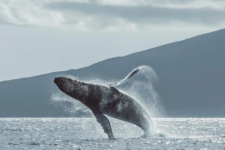 Humpback whale leaping from glittering water with a mountain ridge behind