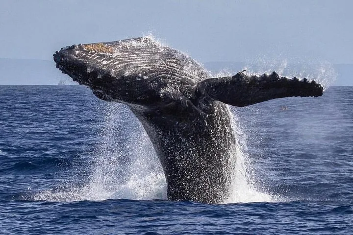 Close view of a humpback whale breaching with its long pectoral fin outstretched