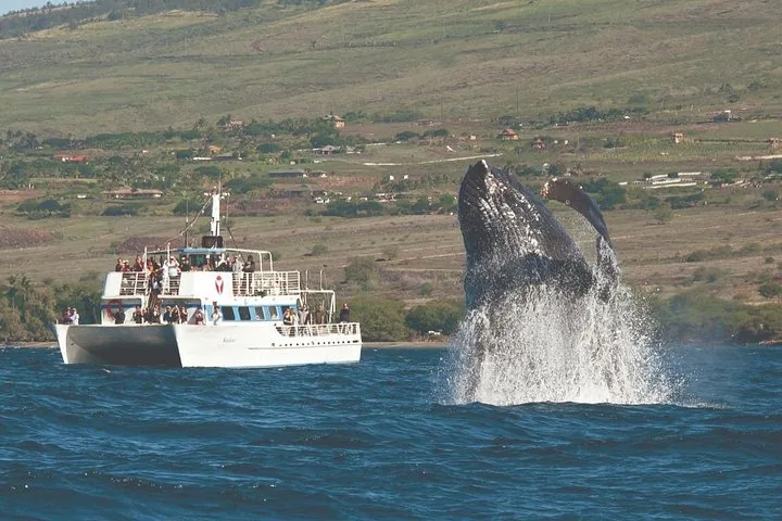 Maui: 2-Hour Whale Watch from Lahaina Harbor