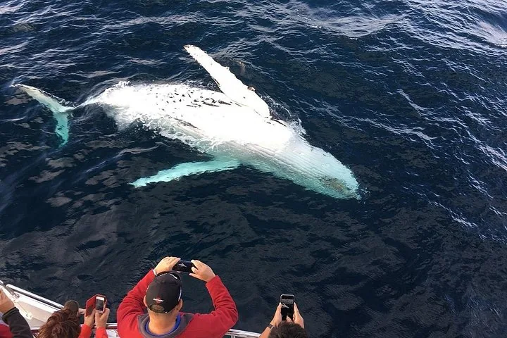 Guests at the rail photographing a humpback swimming belly-up beside the boat