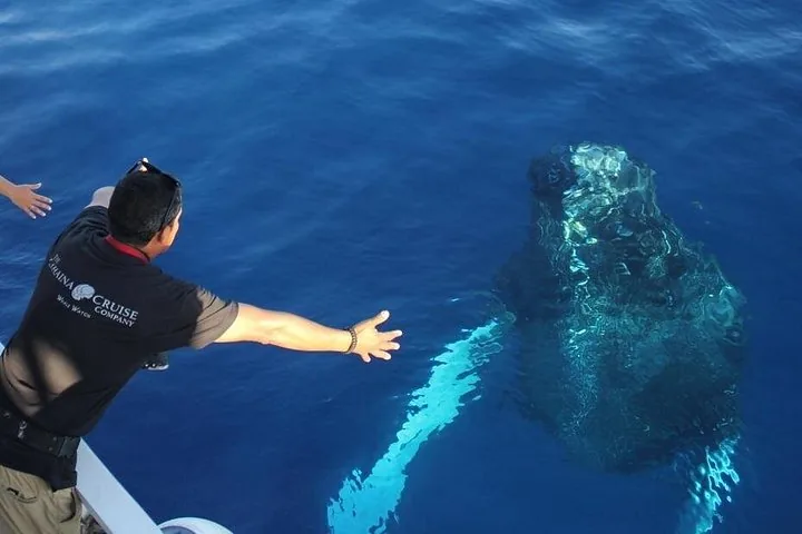 Crew member at the rail stretching out his arms as a humpback rises below