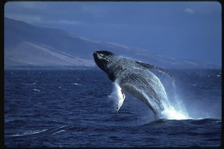Humpback breaching against deep blue water and a mountain slope