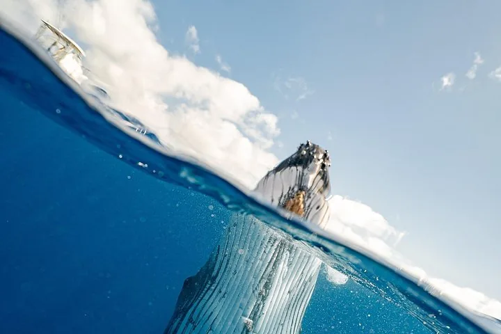Split-level shot of a humpback head above the surface and its throat below
