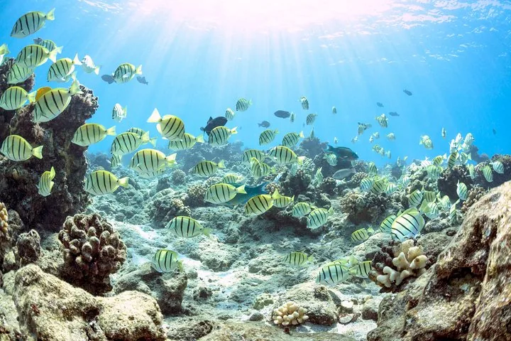 School of yellow-and-black striped convict tang over a sunlit coral reef