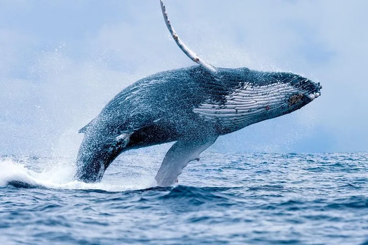 Maui Whale Watching Tour Aboard the Quicksilver From Maalaea