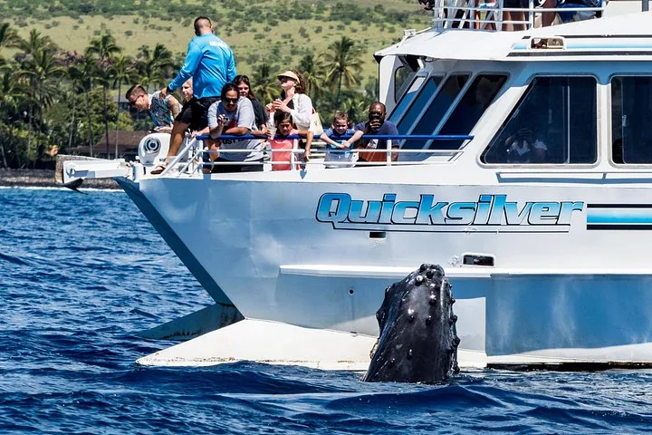 Humpback head surfacing beside the Quicksilver's hull as guests watch from the bow rail