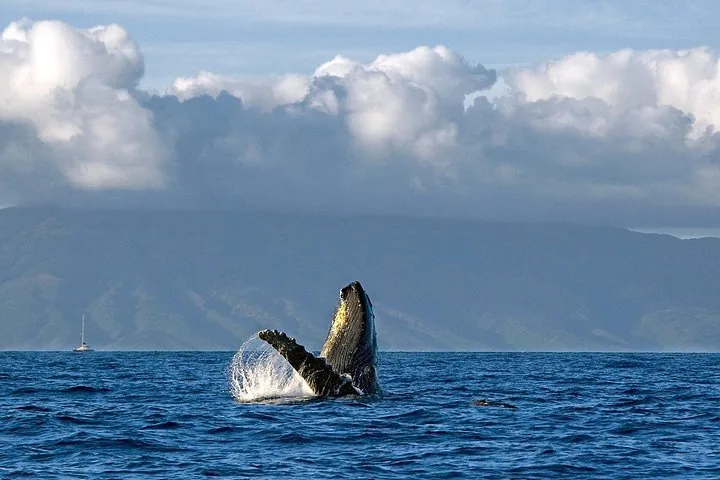 Humpback rising from the water in a splash, with mountains and a small sailboat behind