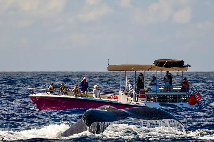 Maui: 2 hour Lahaina Sunrise Whale Watch