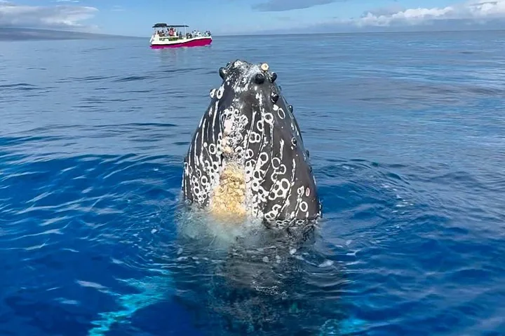 Humpback head raised straight out of the water with a pink boat in the distance