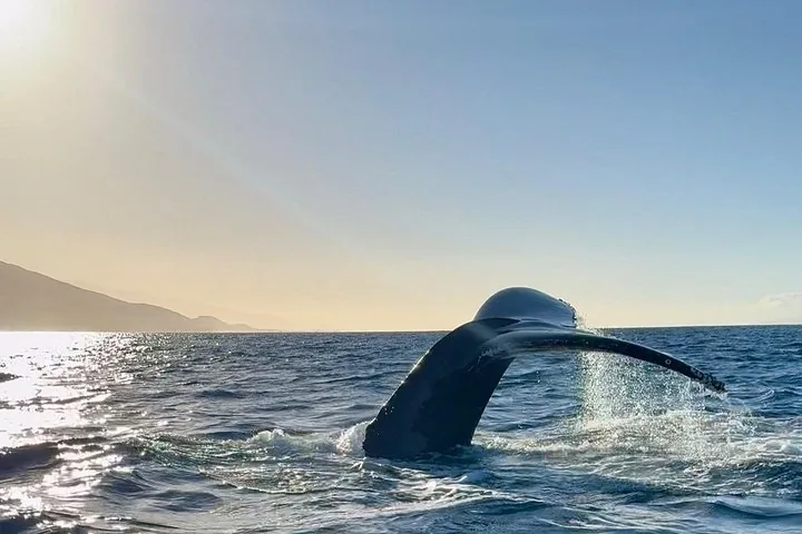Humpback tail lifting from the sea in low sunlight with a mountain ridge behind