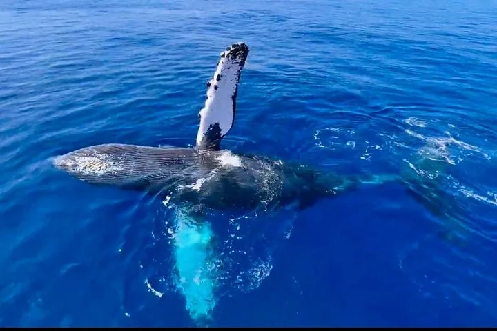 Humpback rolling at the surface with one long white pectoral fin raised