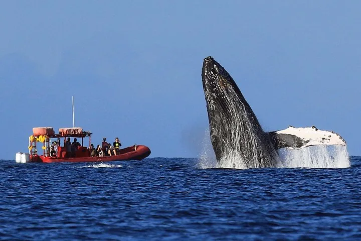 Kihei, Maui: Guaranteed Whale-Watching Tour by Raft