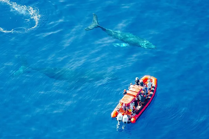 Aerial view of an orange raft with guests near two humpbacks in clear blue water