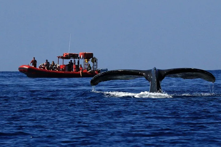 Humpback whale tail rising from the water in front of a red raft full of guests