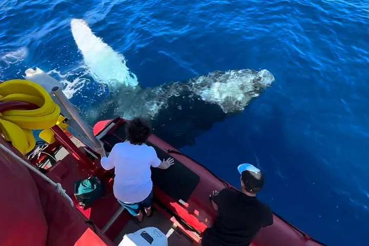 Guests leaning over a red raft's side as a humpback glides just below the surface