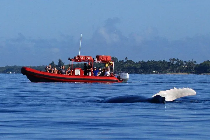 Humpback raising a long white pectoral fin near a red raft, palm-lined shore behind