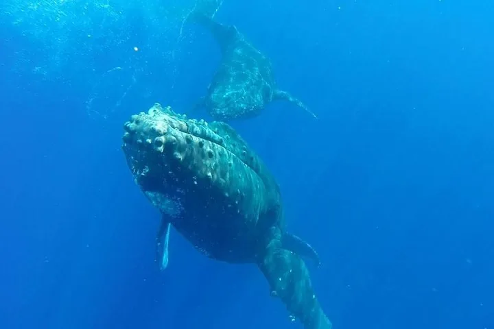 Underwater view of two humpback whales swimming through deep blue water