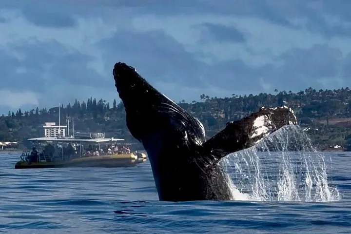 Humpback breaching near the coast with a canopied tour boat and palm trees behind