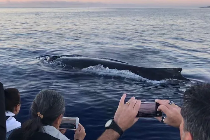 Guests photographing a humpback's back as it surfaces in calm evening water