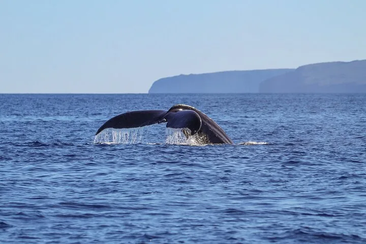 Maui Premier Whale Watching Cruise - Luxury Catamaran Experience