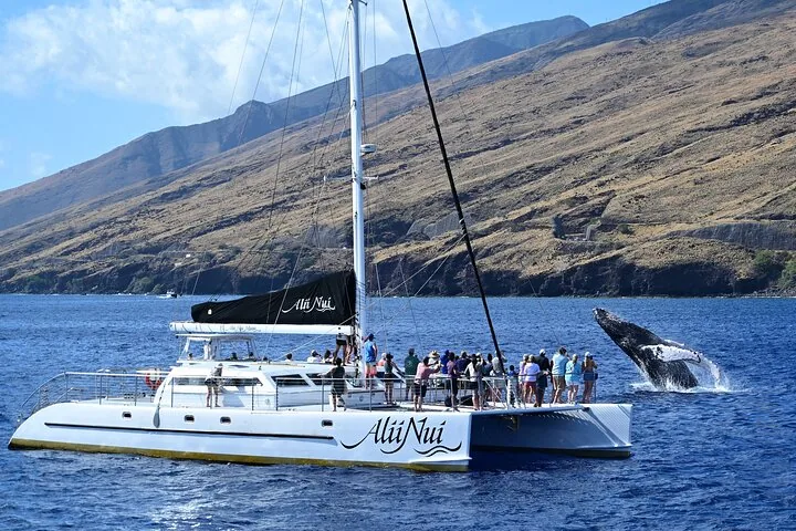 Guests on the Alii Nui catamaran watching a humpback breach off a dry mountain coast