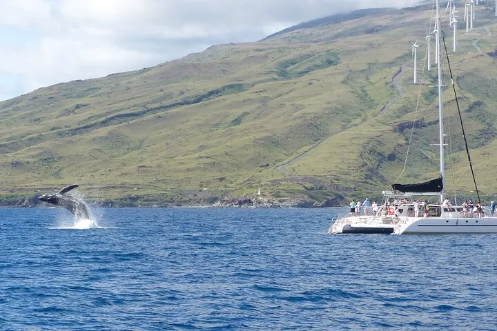 Humpback breaching near a sailing catamaran below green slopes lined with wind turbines