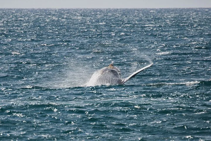 Humpback rolling at the surface, showing its pleated throat and one pectoral fin