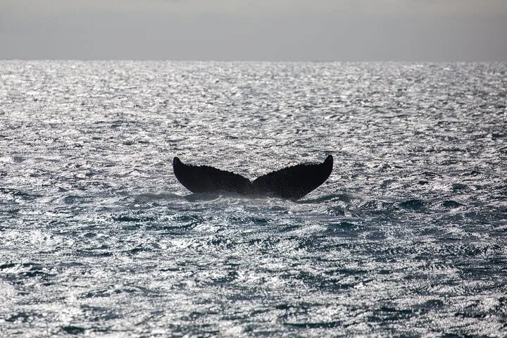 Dark humpback tail fluke silhouetted above sparkling, sunlit ocean