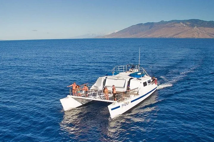 Maui: Whale Watch Cruise Aboard the Malolo From Ma'alaea Harbor