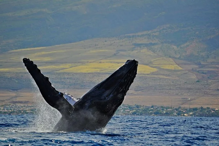Humpback breaching with both pectoral fins raised before a dry hillside and town