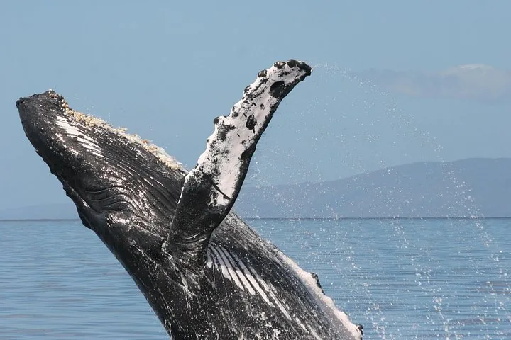 Close view of a humpback breaching, its white-spotted pectoral fin raised high