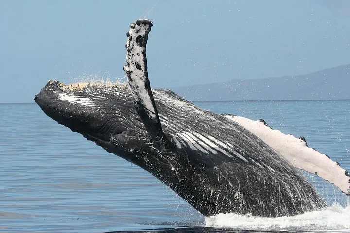 Humpback launching from calm water with a long pectoral fin up and an island behind